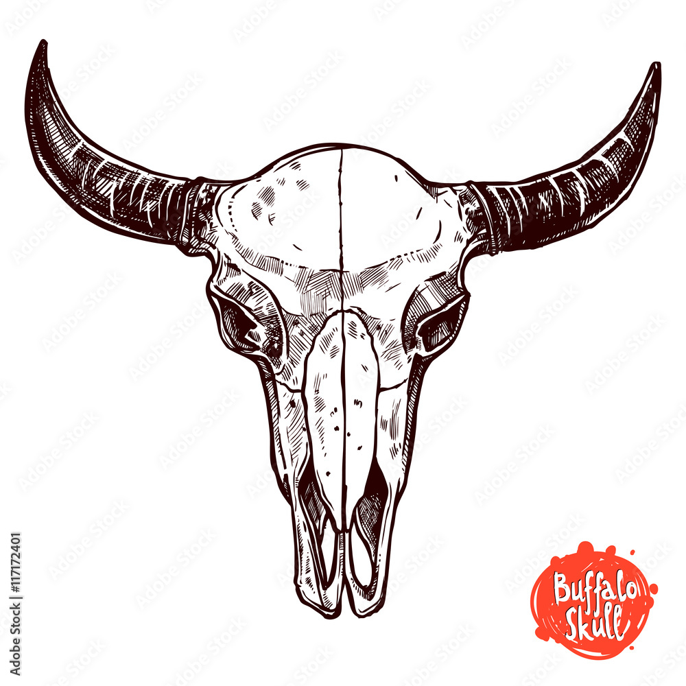 Fotografie Buffalo Skull Hand Drawn Sketch