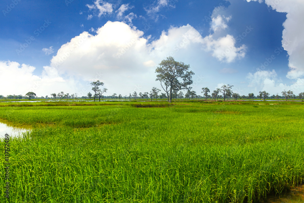 Fototapeta premium Rice fields