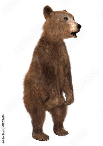 3D Rendering  Brown Bear Cub on White © photosvac