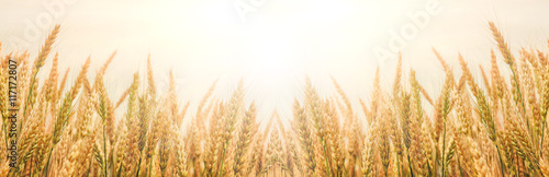 Golden wheat ears or rye close-up. The idea of a rich harvest concept. background, wheat ears under shining sunlight. Soft lighting effects. copy space. vintage effect. Element of design.
