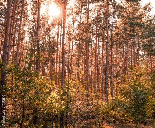 Herbst im Wald, Sonnenschein und Insta Style Bearbeitung, quadra