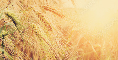 golden field of wheat and sunny day. Spikes ready for harvest wheat or rye closeup lit by sunlight  against the sky. Copy space installation of sunlight on the horizon Close up photo of nature. 