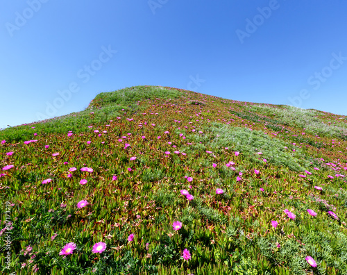 Pink flowers (Carpobrotus) on hillside.