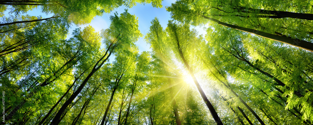 Naklejka premium Wspaniałe słońce na zielonych koronach drzew w lesie