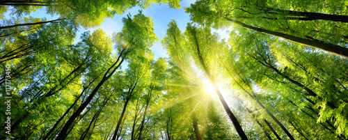 Zauberhafter Sonnenschein auf grünen Baumkronen im Wald