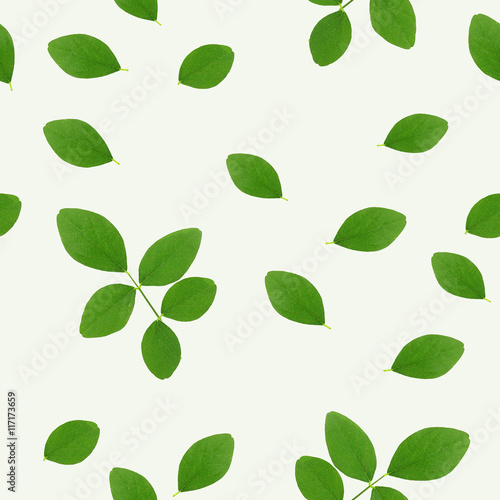 green leaves on white background (seamless pattern) for natural concept