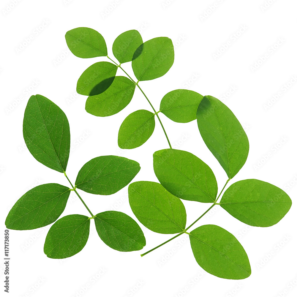 green leaves on white background for natural concept

