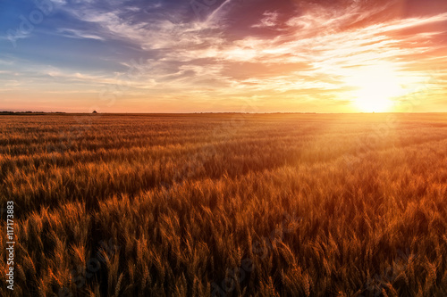 fantastic colorful sunset over wheat field. ears of cereal under the influence of sunlight. majestic, rural landscape. Rich harvest Concept. creative image