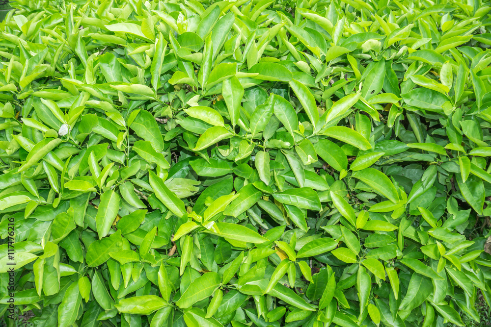 Green bush leaves wall background