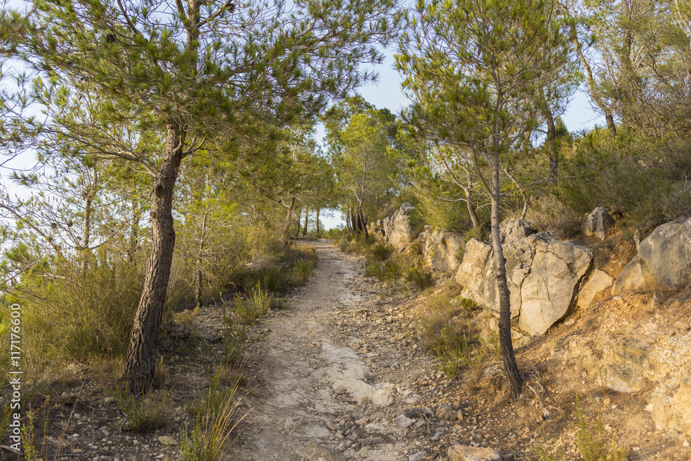 Fototapeta premium Hiking trail.
