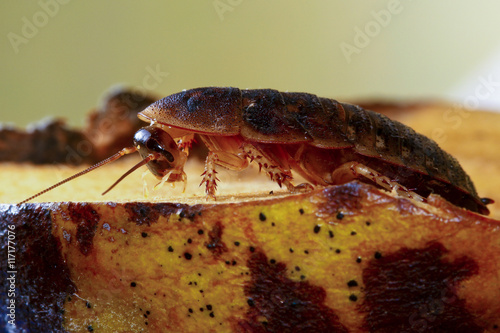 Death's head cockroach creapy and big pest insect