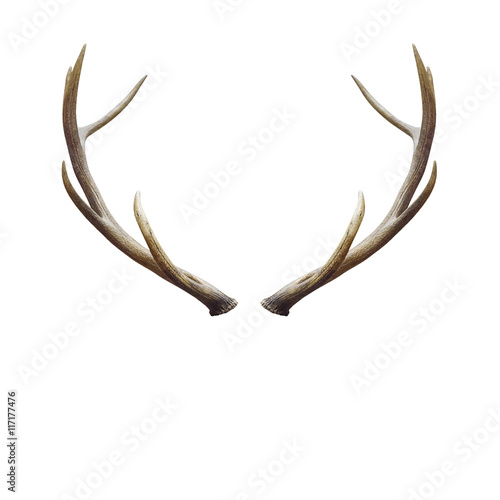 Valokuvatapetti deer horns.