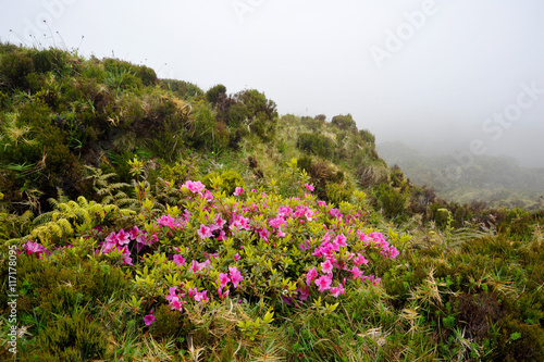 Azores Monte Escuro trekking path with flowers growing towards p