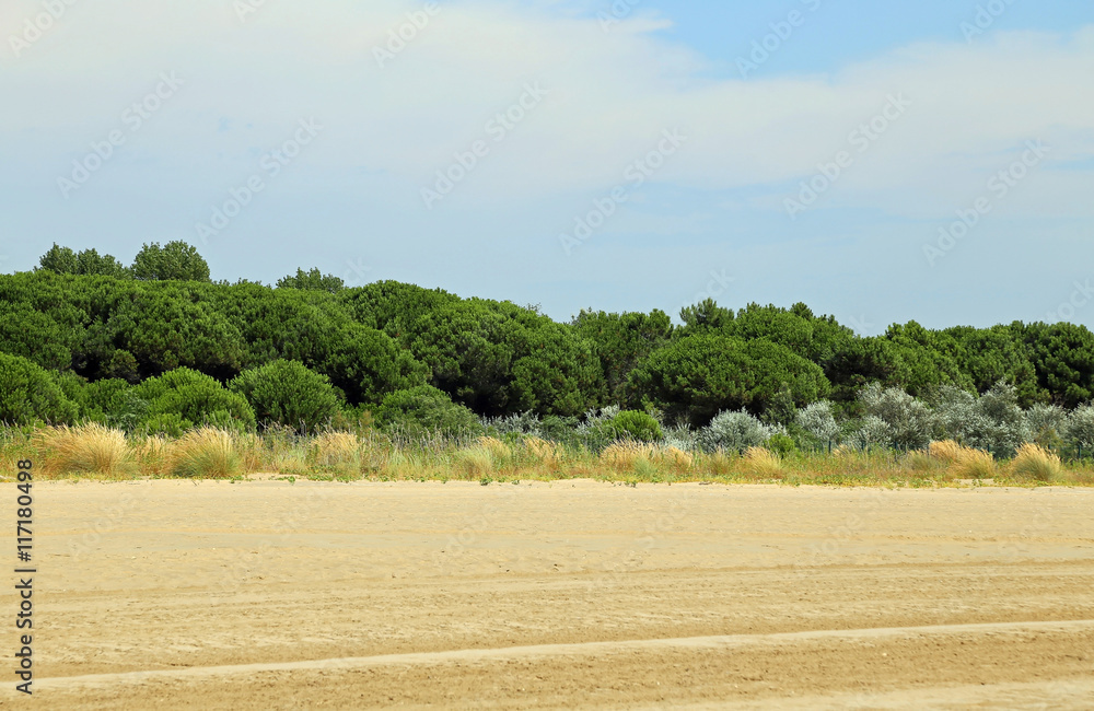 italian maquis shrubland with sand