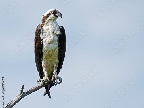 Osprey on Tree Branch photo