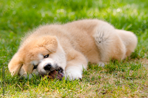 Red and white Akita Inu puppy lying on a grass and eating meat. © sestaeli