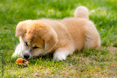 Red and white Akita Inu puppy lying on a grass and eating meat.