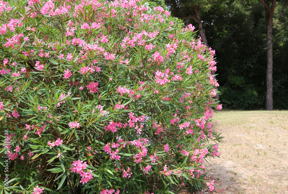 Obraz premium beautiful oleander flower in the garden