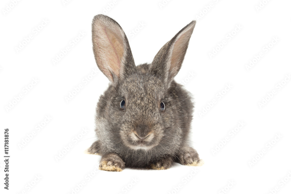 Fototapeta premium rabbit on a white background