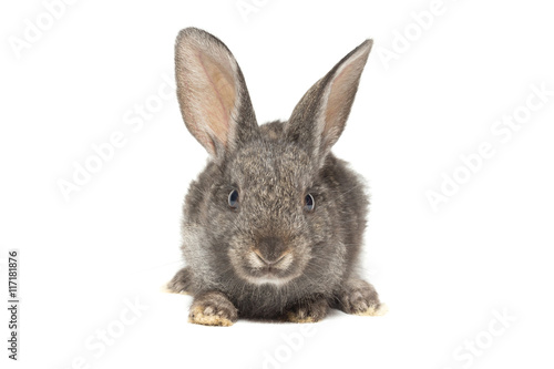  rabbit on a white background