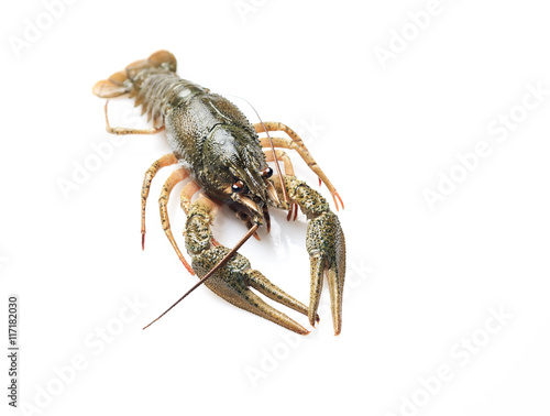 Crayfish on a white background