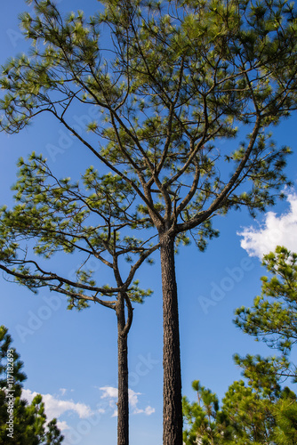 Phukradueng National Park in Loei  Thailand