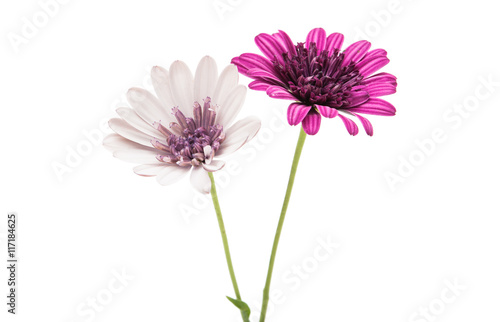 Purple chrysanthemum flower  daisy family 