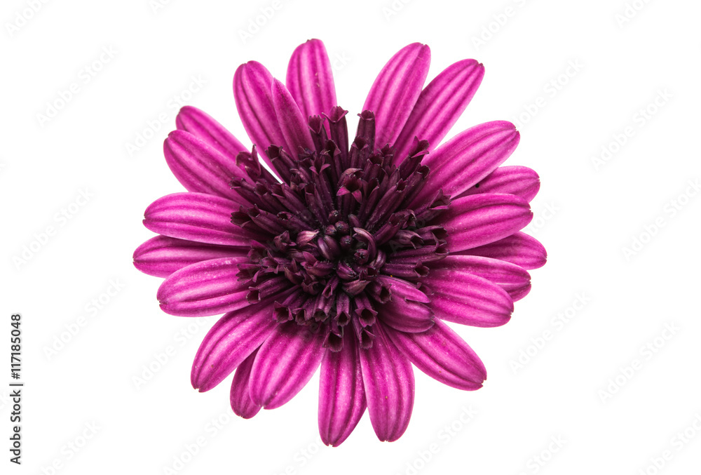 Purple chrysanthemum flower (daisy family)