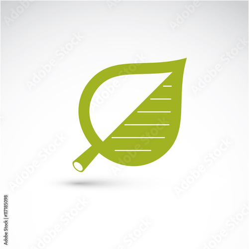 Vector illustration of green birch tree leaf isolated on white b