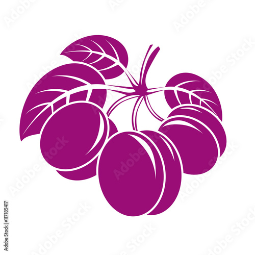 Three purple simple vector plums with leaves, ripe sweet fruits