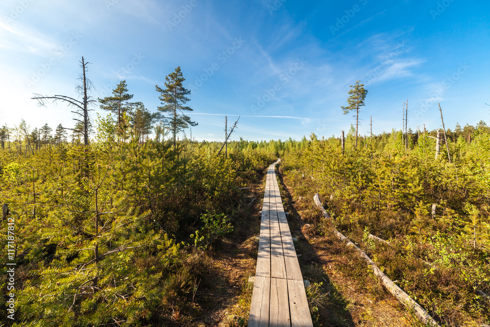 Wooden path on bog land in Estonia Wooden path on bog land in Estonia
