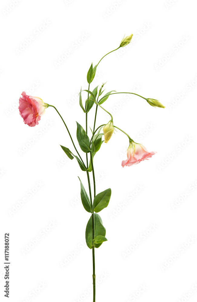 eustoma flower eustoma flower