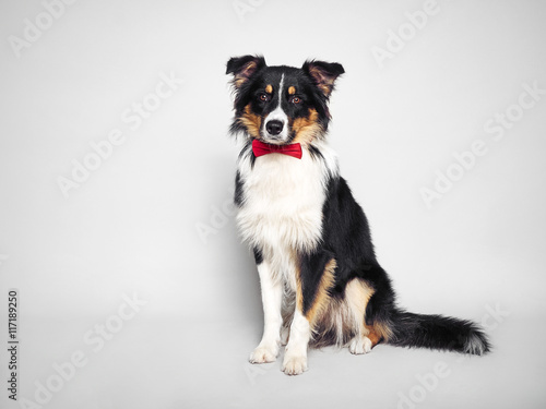 lustiger Hund mit roter Fliege