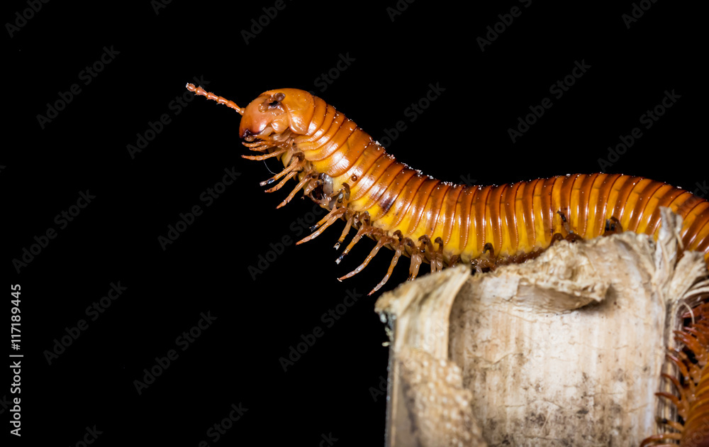 close up of the millipede walking close up of the millipede walking