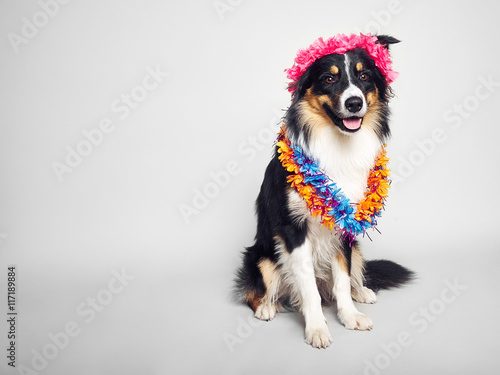 lustiger Hund mit Verkleidung
