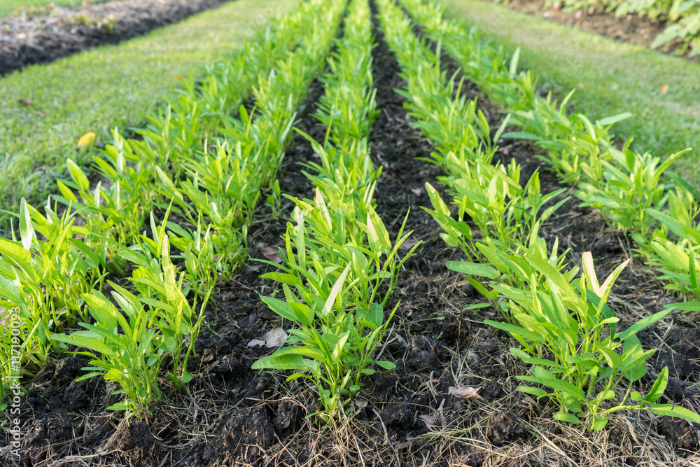 Fototapeta premium rows of yong plant in a field