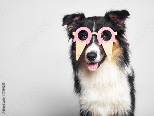 lustiger Hund mit Eisbrille © stockfotografie.net