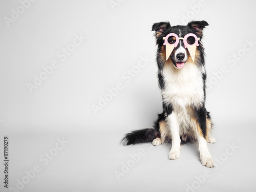 lustiger Hund mit Eisbrille © stockfotografie.net