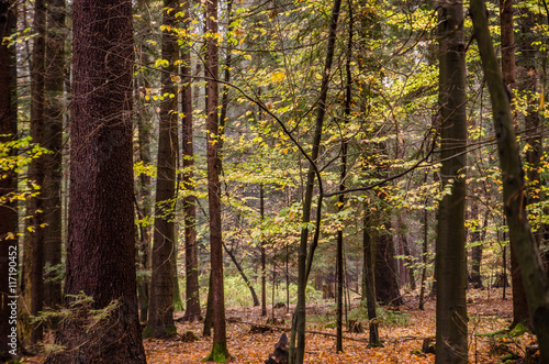 Fototapeta Naklejka Na Ścianę i Meble -  Beautiful morning scene in the forest. magical forest in autumn