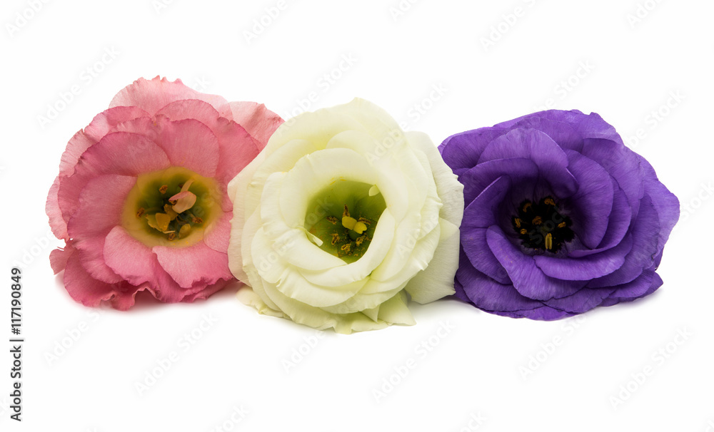 eustoma flower StockFoto Adobe Stock