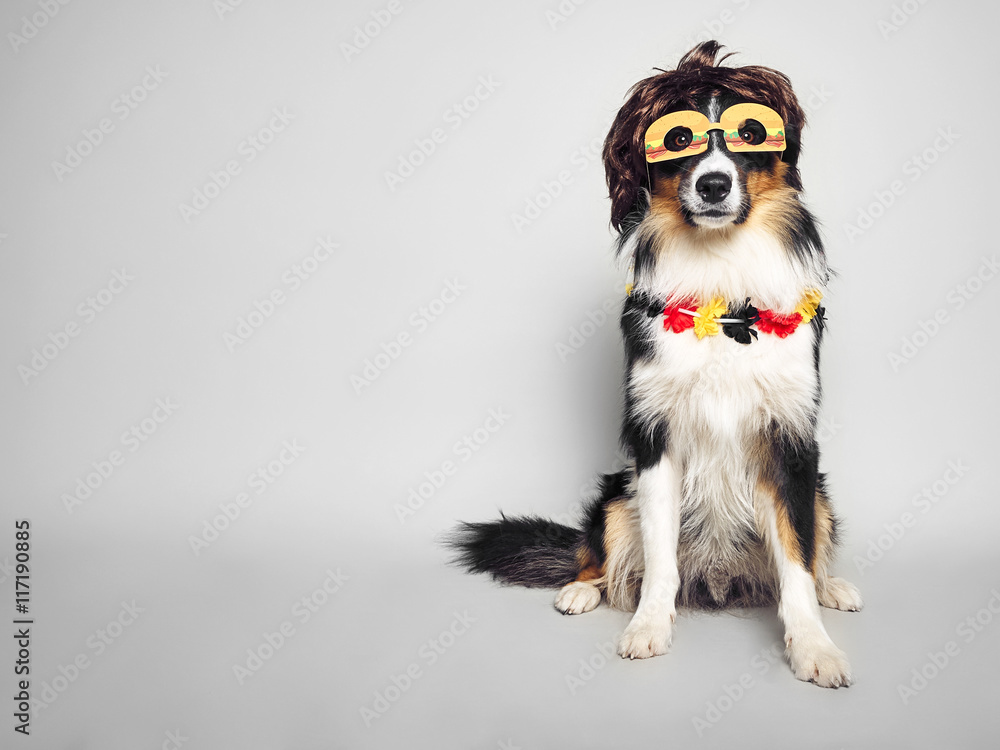lustiger Hund mit Brille