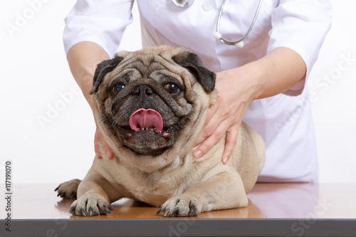 Pug is a dog, the veterinarian inspects © dadoodas