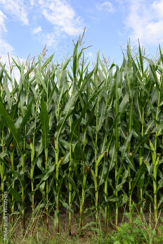 Cornfield