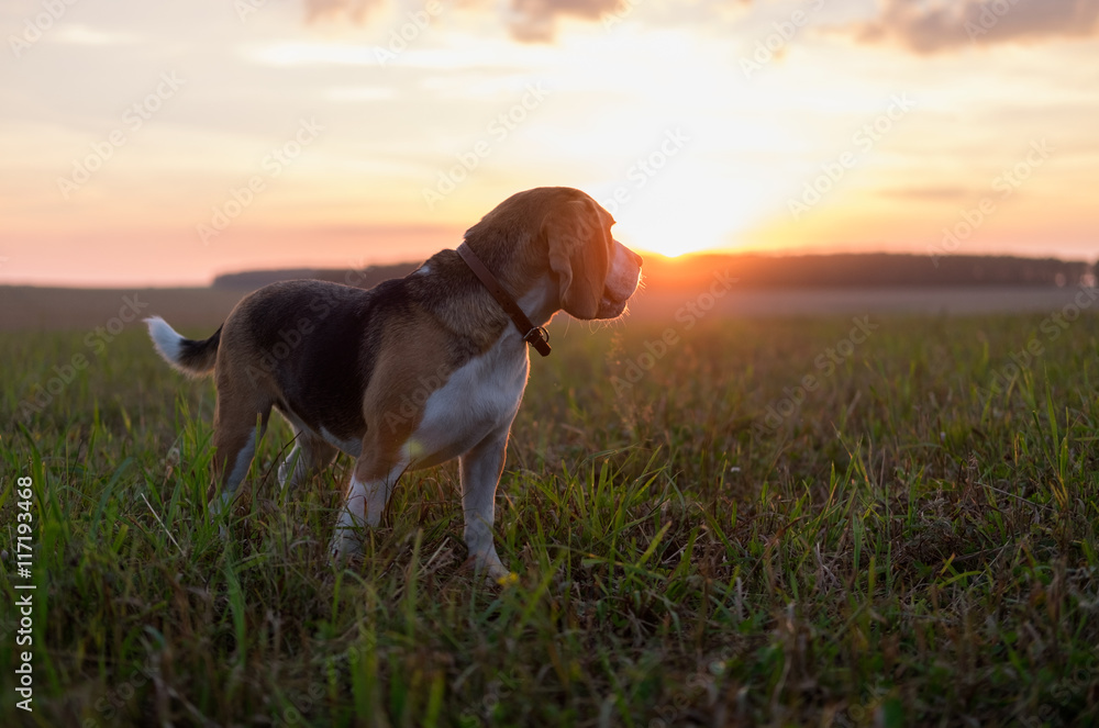 Собака породы бигль на фоне закатного солнца