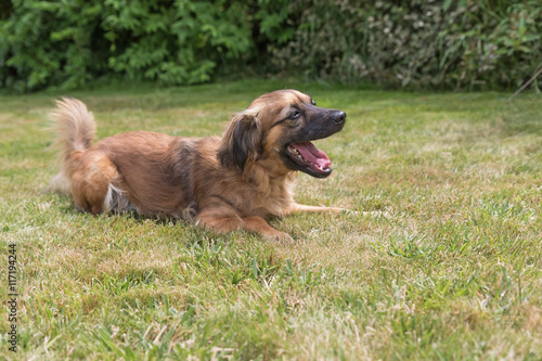 Side view of the crossbreed dog is lying on the lawn. Dog has a protruding tongue.