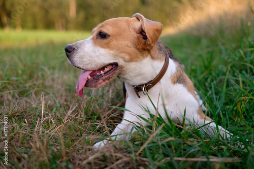Собака породы бигль лежит на траве с высунутым языком и завернутым ухом