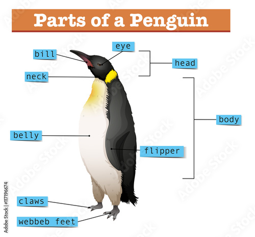 Diagram showing parts of penguin