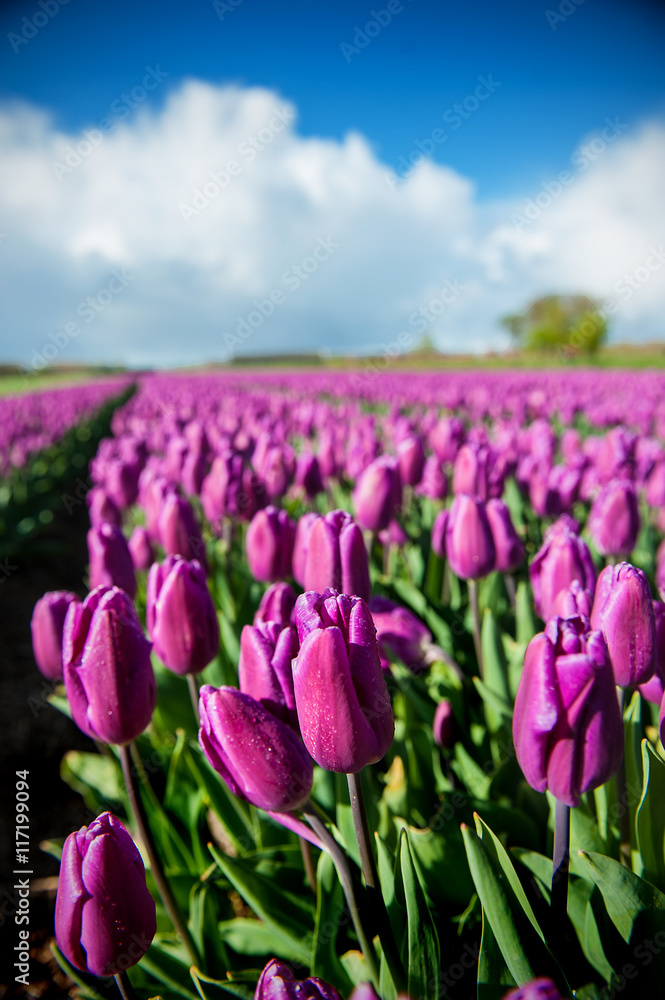 Purple tulips in field in Netherlands in portrait with perspective