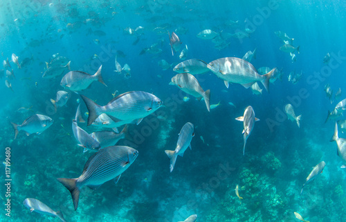 Belize Scuba Diving © Michael Bogner