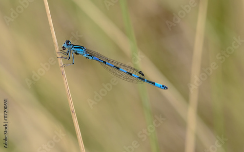 Damselfly dining at the branch II